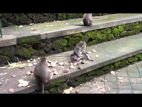 Monkeys in the Monkey Forest, Bali, Indonesia