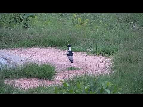 Djuma: Blacksmith Lapwing at the pan - 10:52 - 12/15/21