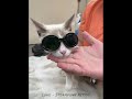Tuxies Legacy Crew Vet Update 26 10 2023