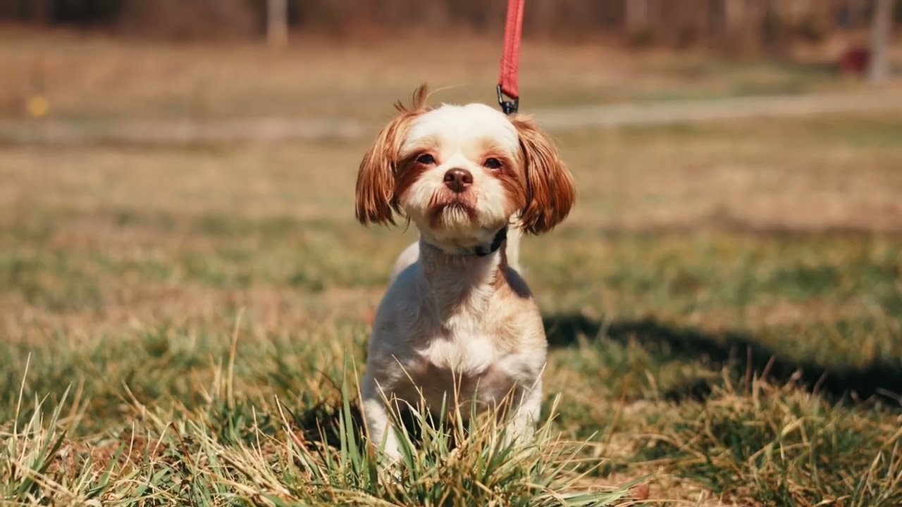 Enlarge Toshi - Transport, a Adoptable mixed breed in Washington, PA video 6/6