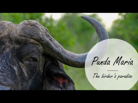 Punda Maria, The birding paradise of Kruger National Park