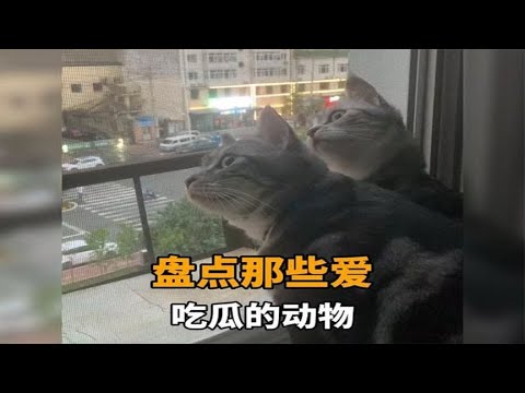 八卦 動物