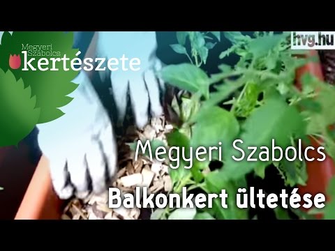 , title : 'Balkonkert ültetése Megyeri Szabolccsal - HVG.HU'