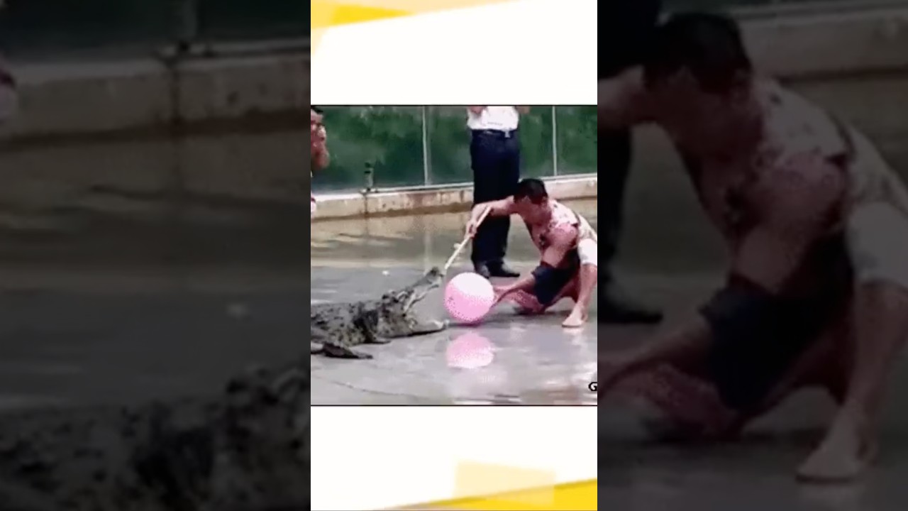 ワニさんwww心が広すぎるwww #crocodile #2ちゃんまとめ #ゆっくり解説 #animals #面白い