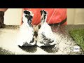 The Sneaker Cleaners How To Cleaning A Pair Of Balenciagas Los Limpiadores De Zapato