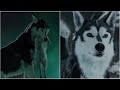 The Call Of The Wild 2020 The Complete Animation Of Spitz