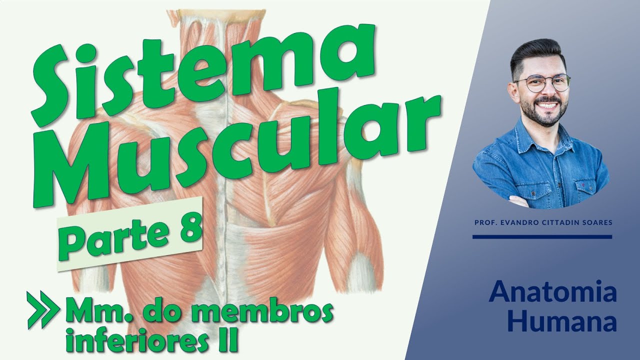 Sistema Muscular - Aula 08 - Músculos dos membros inferiores II - Anatomia Humana