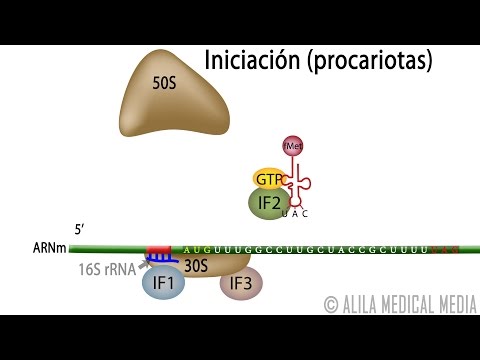 Prokaryotic Translation – Protein Synthesis. Alila Medical Media Spanish.