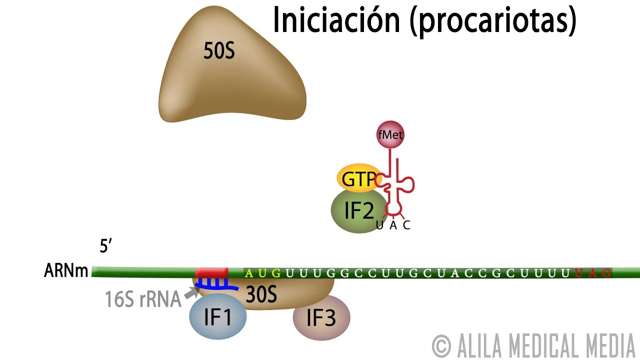Traducción Procariota – Síntesis de Proteínas. Alila Medical Media Español.