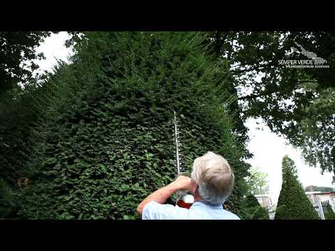 Eibe   Zurückschneiden mit der Heckenschere