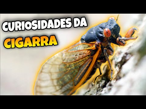 10 Curiosidades Sobre a Vida da Cigarra
