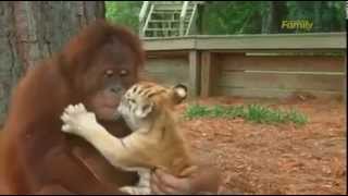 Orangutan and lions