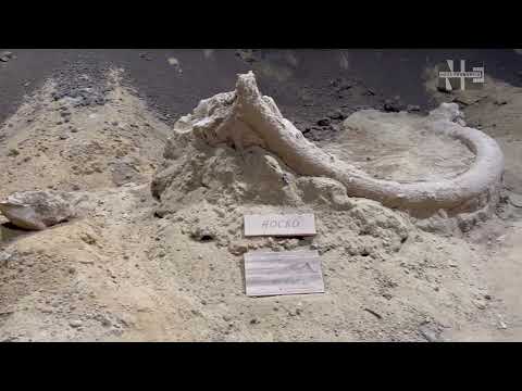 Neverovatno otkriće mamuta u Srbiji