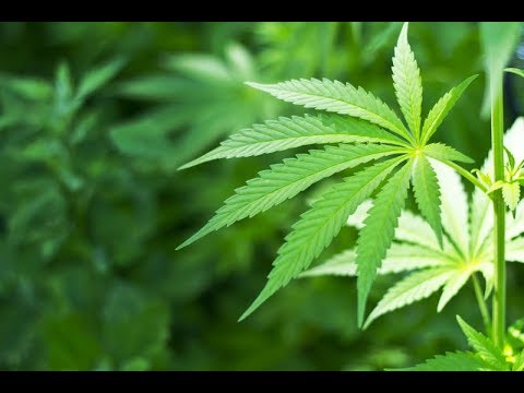 Marijuana Possession Charges in North Carolina Video