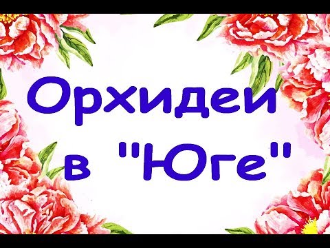 ЗАВОЗ шикарных ОРХИДЕЙ в "Юге",01.02.20.Привет Гамидову Эдгару :)