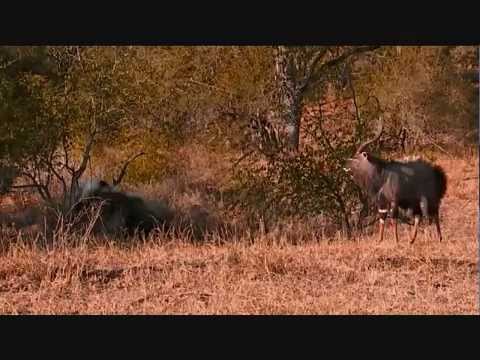 James Hendry vs Nyala Bull Displaying   June 13, 2015