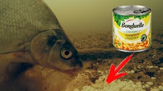Какая рыба на что клюет