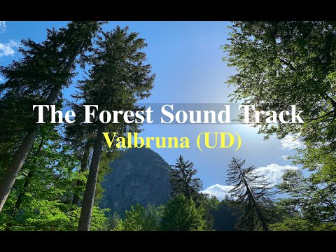 The Forest Sound Track - Il sentiero degli alberi di risonanza - Valbruna (UD) - DJI Mavic air 2