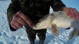На что ловят щука в реке тобол
