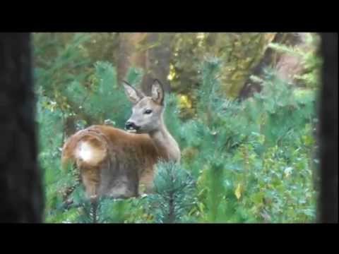 Eindeloze Veluwe (najaar).