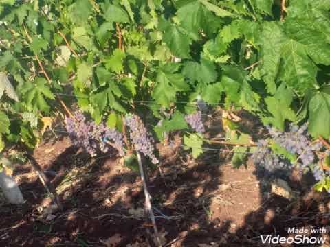 Muskat hamburg &Merlot