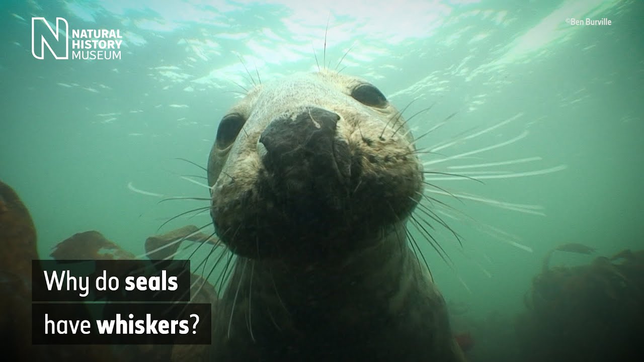 How seals' whiskers help them hunt underwater Natural History Museum