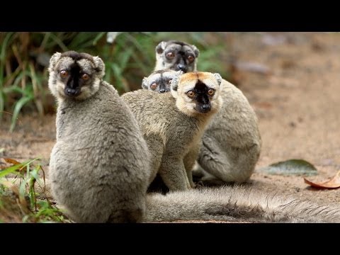 Island of Lemurs: Madagascar (Featurette 'Lots of Lemurs')