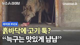 흙바닥에 고기 툭? 늑구는 맛있게 냠냠 #뉴스A라이브 #채널A