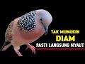 Suara Burung Tekukur Gacor Paling Ampuh Untuk Pikat