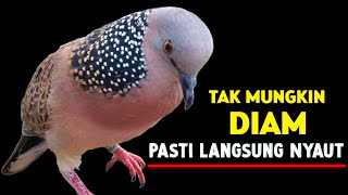 Download lagu Suara Burung Tekukur Gacor Paling Ampuh Untuk Pikat mp3 Download lagu Suara Burung Tekukur Gacor Paling Ampuh Untuk Pikat mp3