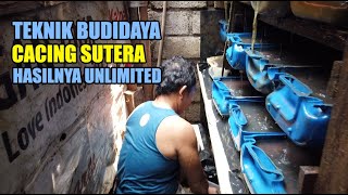 Download lagu CARA BUDIDAYA CACING SUTERA DI LAHAN TERBATAS mp3