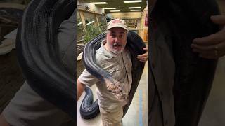 Carrying Around a 200 Pound Snake ain’t easy😳 by Prehistoric Pets TV