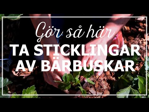 Ta sticklingar av bärbuskar