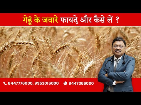 Green heaven wheat grass extract powder, packaging type: pol...