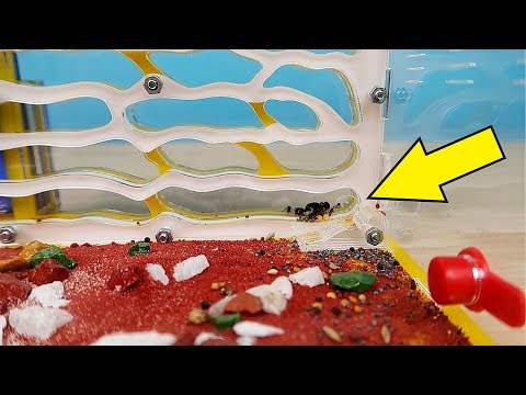 Новые муравьи сбежали из формикария! НО КАК?