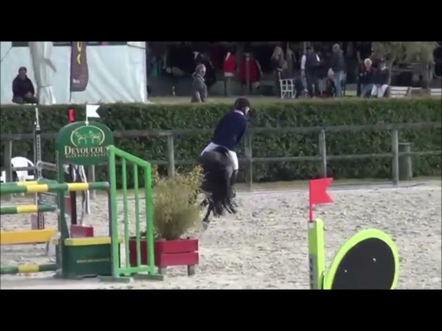 MILORD DES CHOUANS, &eacute;talon Welsh Cob agr&eacute;&eacute; Welsh et PFS