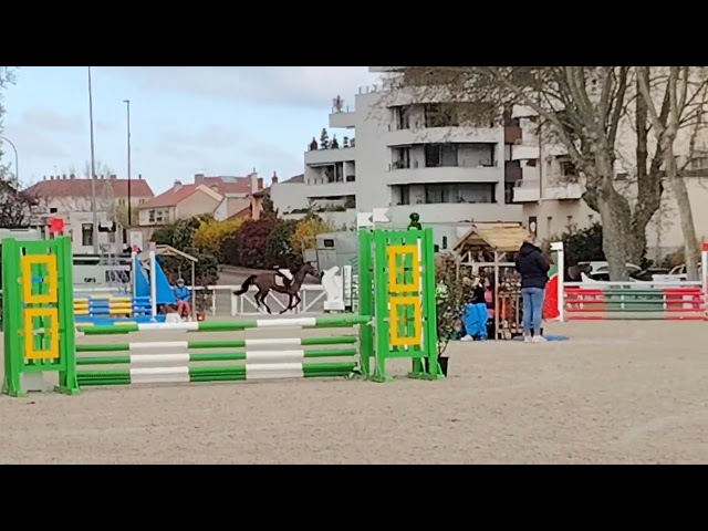 Jument plein papier SF 5 ans 