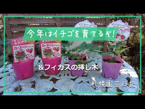 イチゴ:挿し木による新しい植物 植物