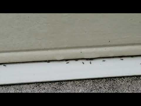 Carpenter Ants Invade a Veterinarian Hospital in Freehold, NJ
