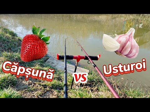 Pescuit In Balta mea din Gradină - Căpșună vs Usturoi - Cărășeală , Ciortăneală si un Lin 🎣