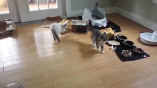 Kittens chewing on each others heads 2