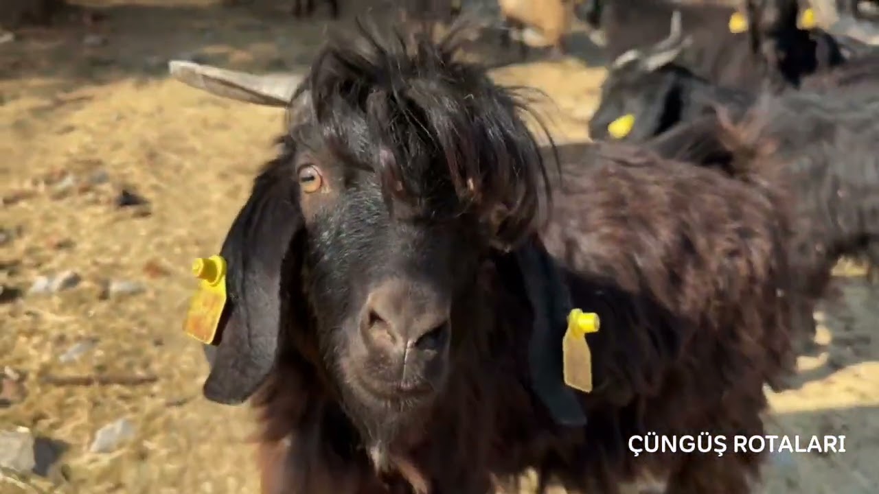 Diyarbakır Kral Yolu - Çüngüş Rotaları