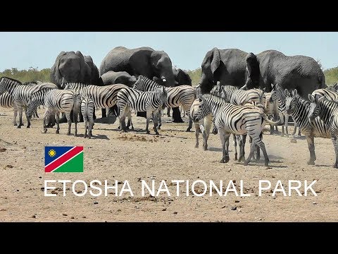 Namibia, Etosha National Park (2019)