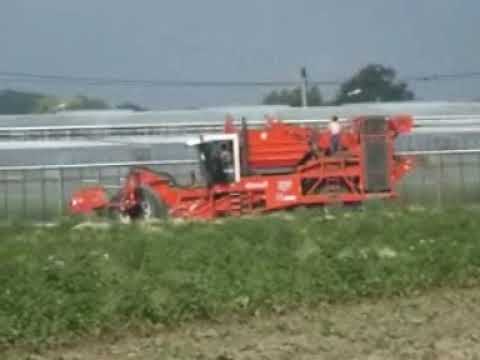 Vergauwe Fr.: Aardappel rooien.