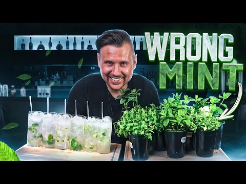 Are You Making Mojitos Wrong?