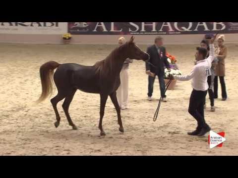 N.31 SHAKIRA BY TRESCA - Milan 2016 - Fillies 3 years old (Class 3)