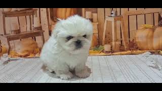 ペキニーズの動画01