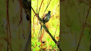 Download lagu The Secret Singer: Albert’s Lyrebird in the Wild mp3 Download lagu The Secret Singer: Albert’s Lyrebird in the Wild mp3
