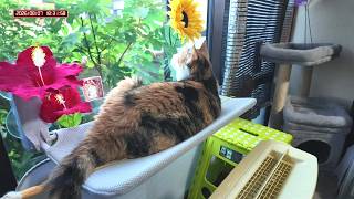 三毛猫フミちゃん　 LIVE配信　2026年8月7日　calico cat　(LIVE stream)