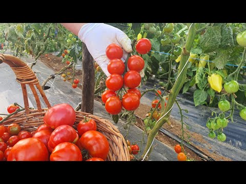 , title : 'Zašto morate uzgajati i konzumirati cherry paradajz?  Lako se uzgaja i obiluje nutrijentima'